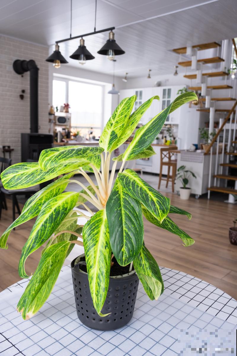 观叶的花卉有哪些