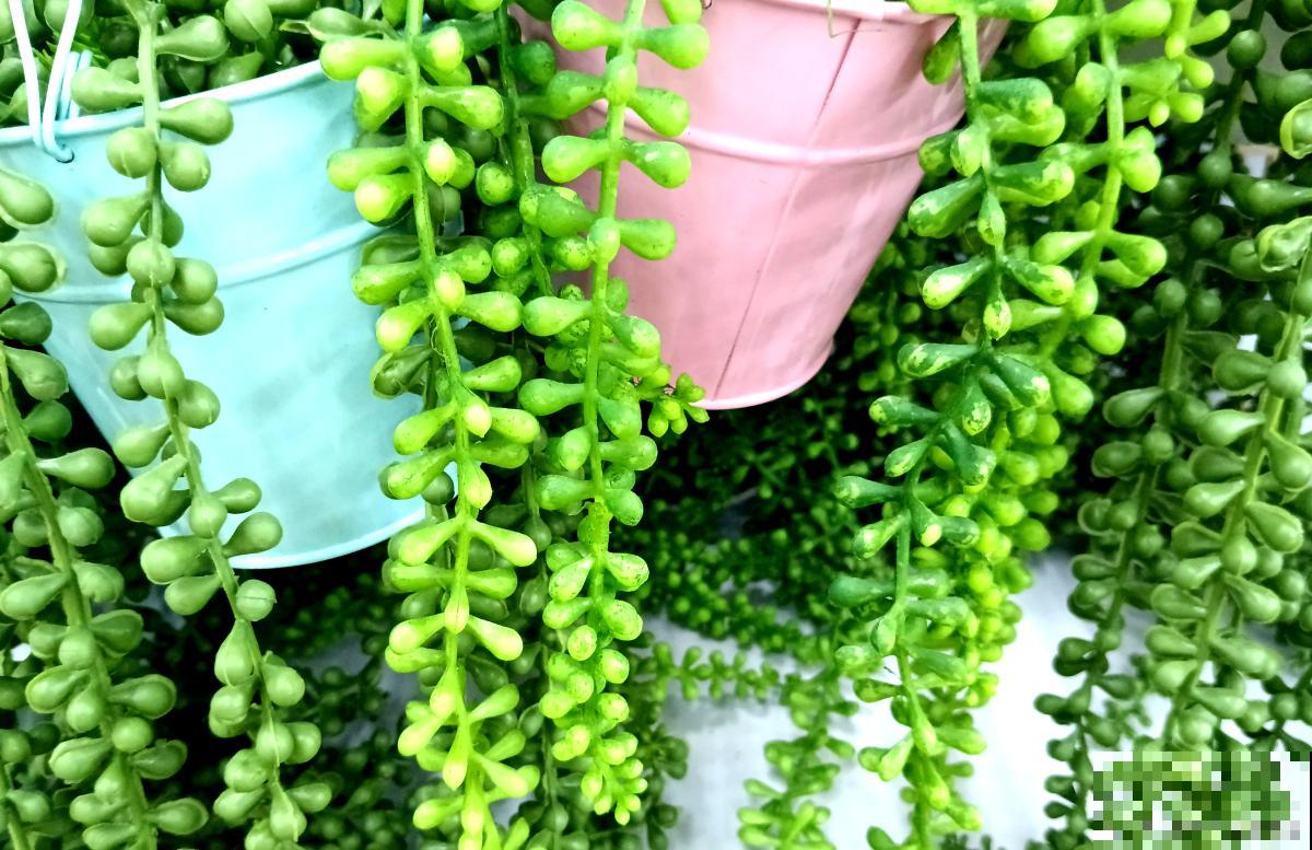 植物佛珠怎么养？