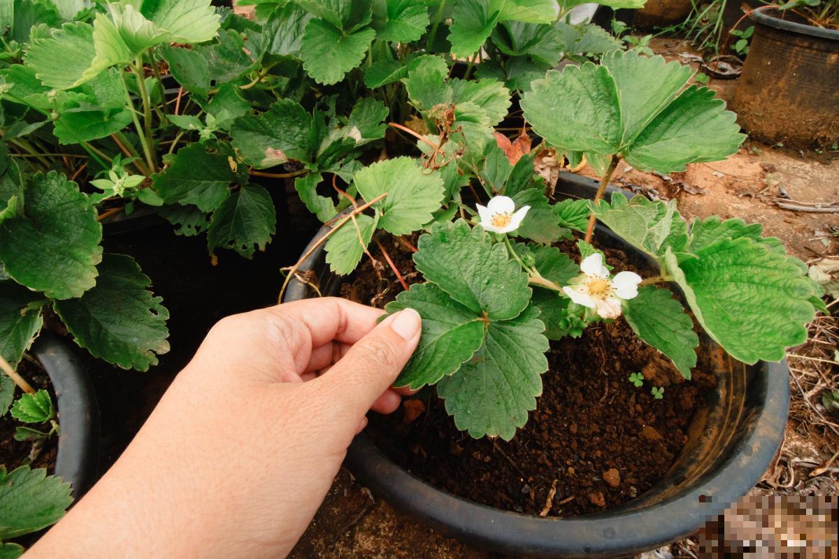 草莓为什么开了花不结果