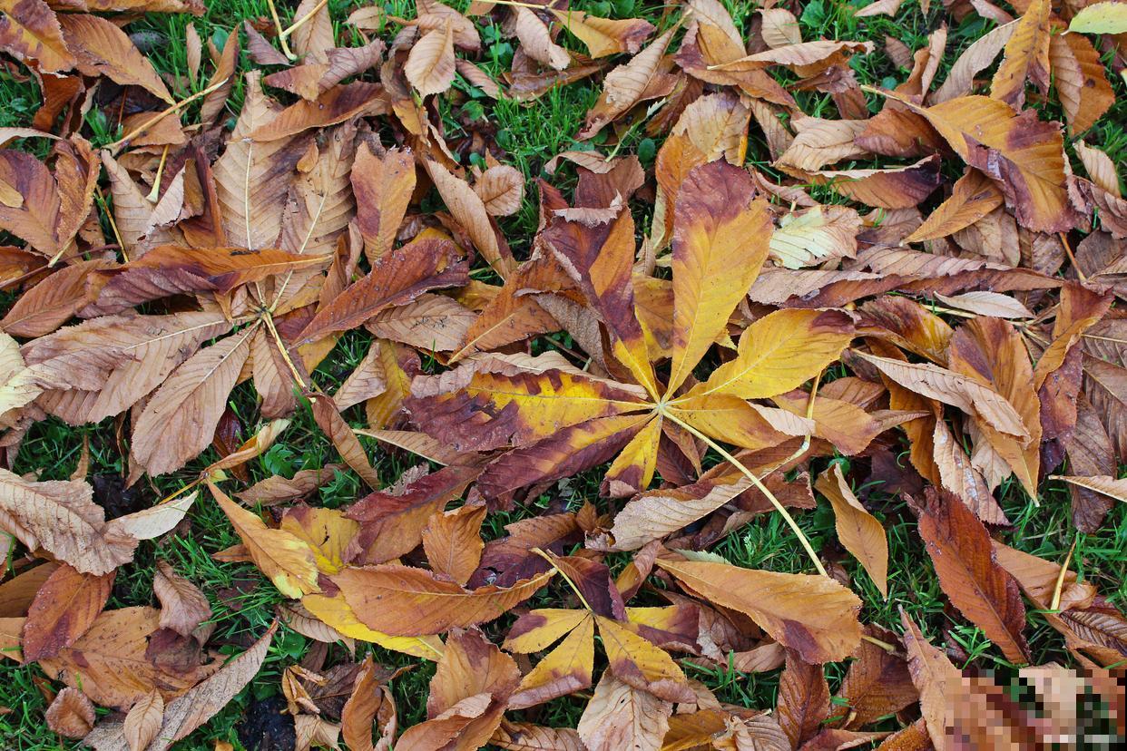 植物为什么落叶? 植物为什么落叶?