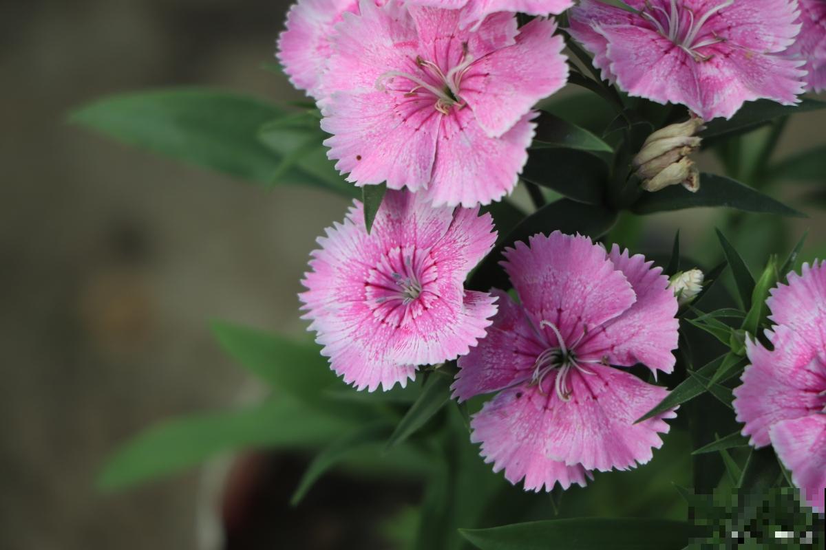 香石竹怎么浇水？