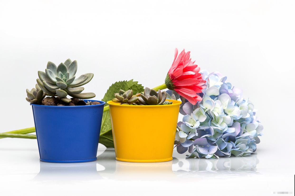 养花有小黑飞虫怎么办