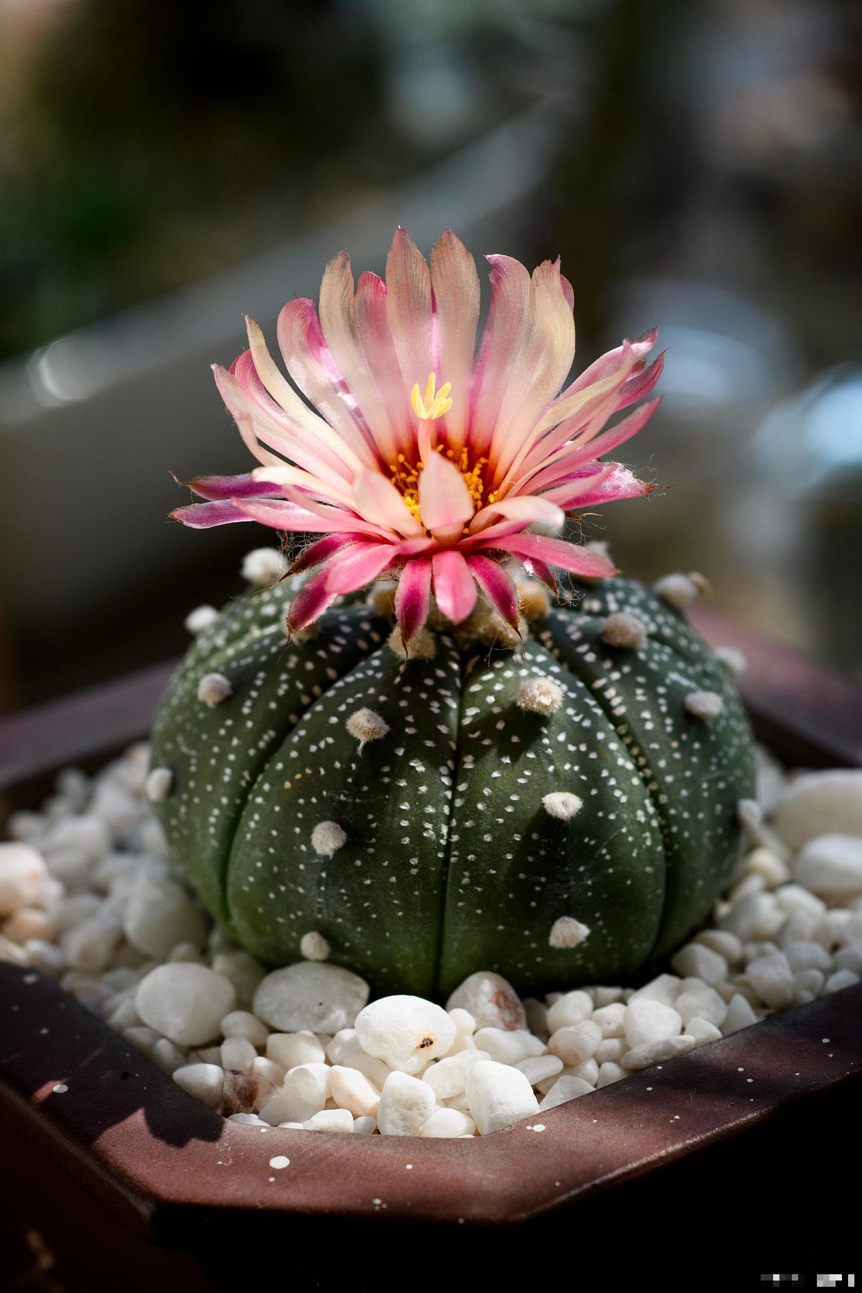 鸾凤玉怎么浇水？