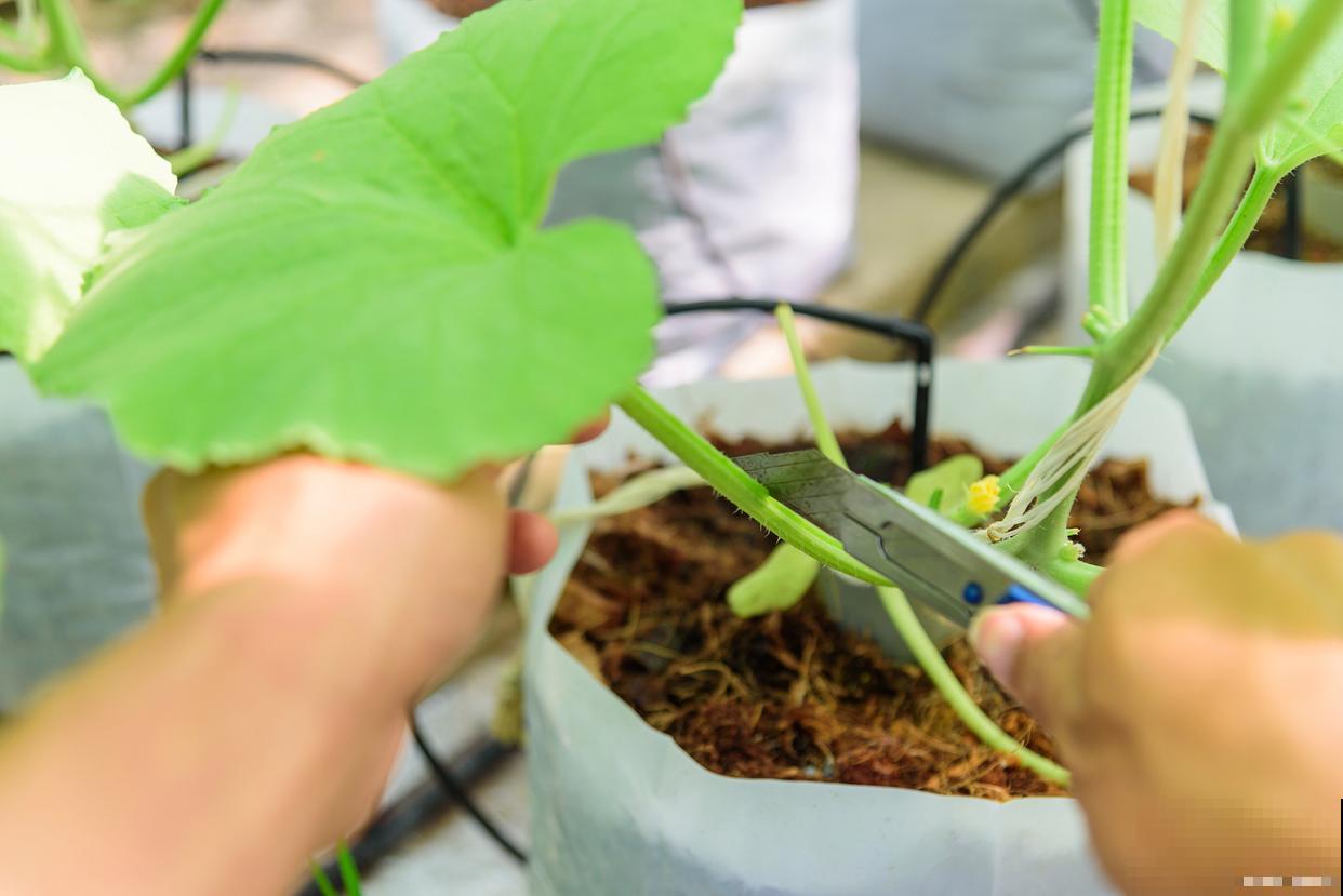 猕猴桃扦插生根最快方法