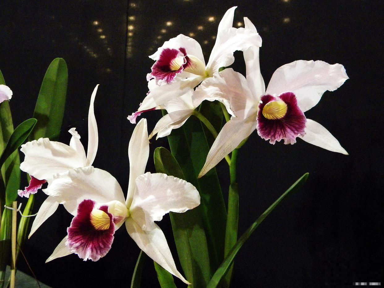 香雪兰怎么养殖？