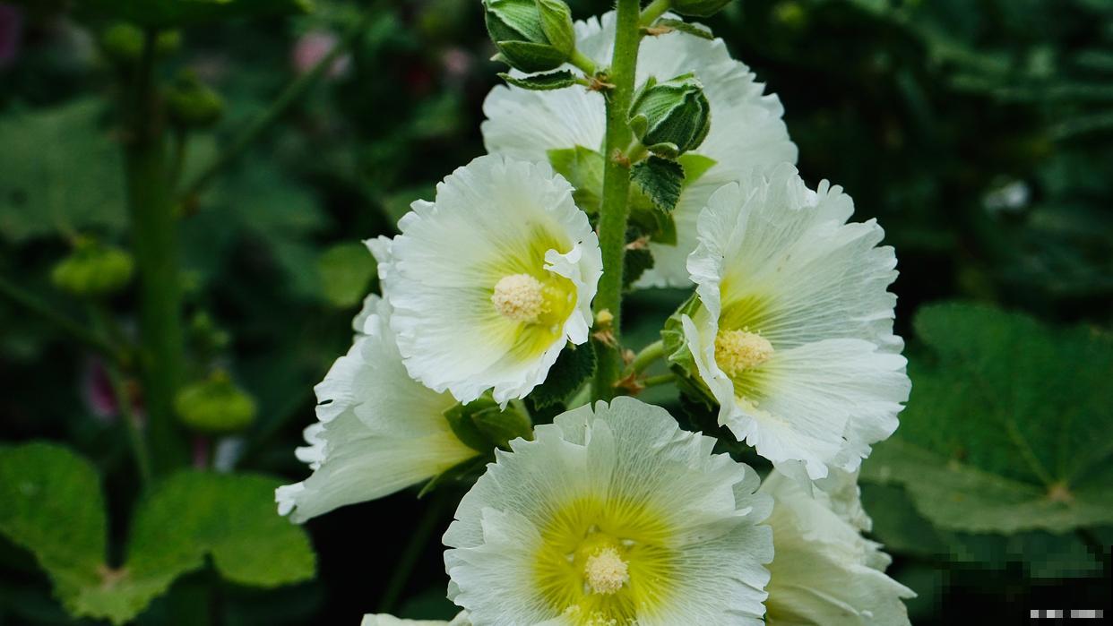 春天种的蜀葵什么时候开花