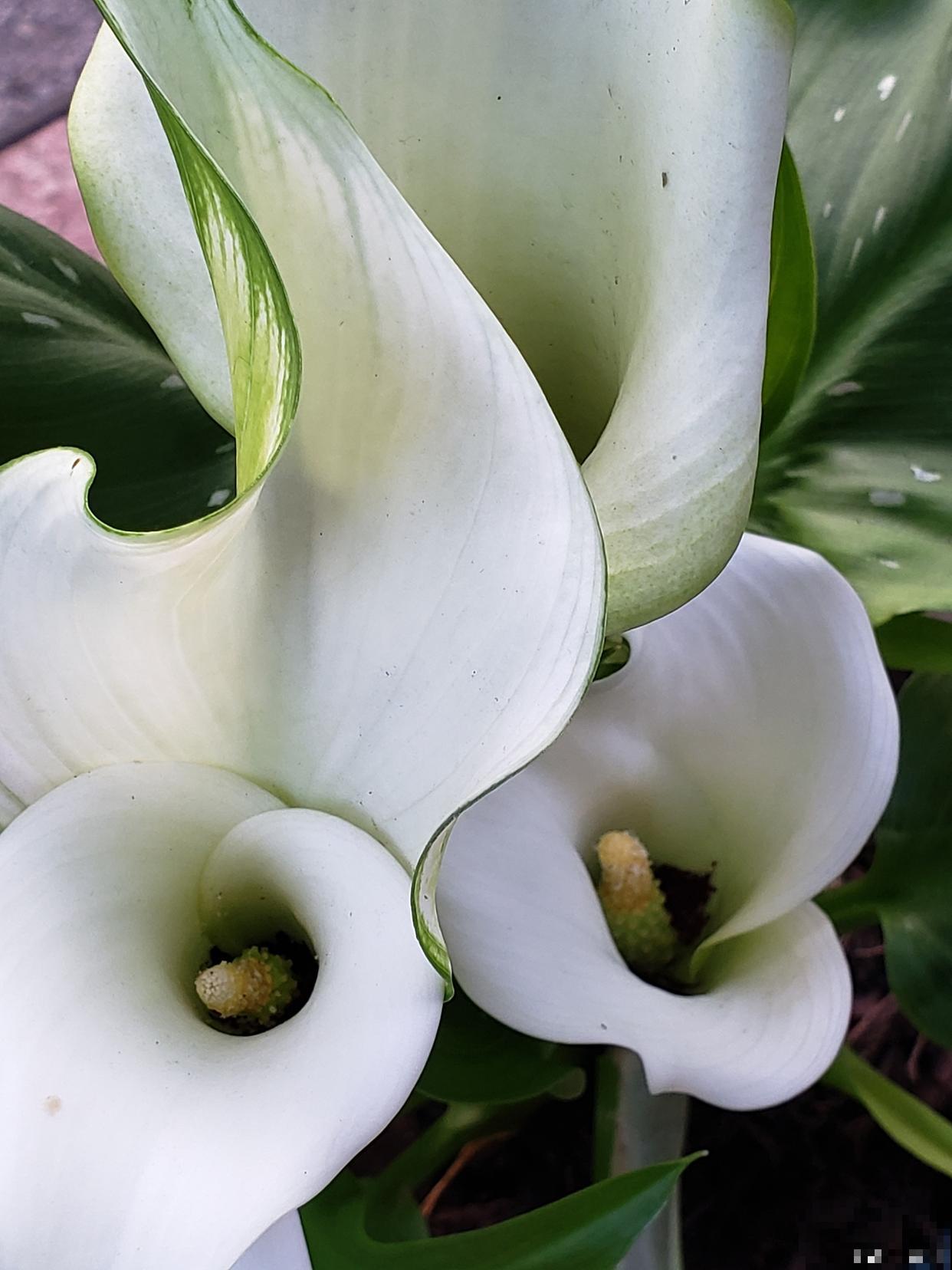 马蹄莲能养多久？