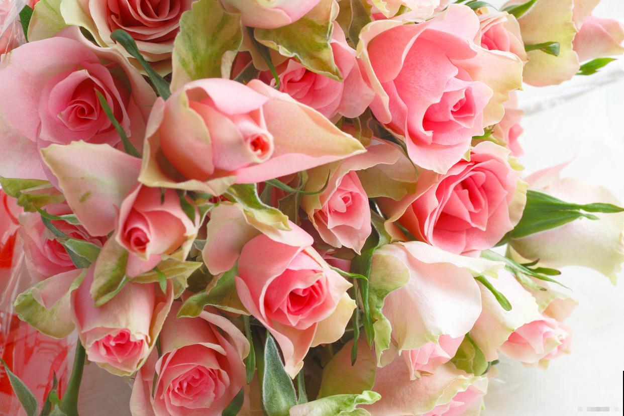 流星雨玫瑰花怎么养