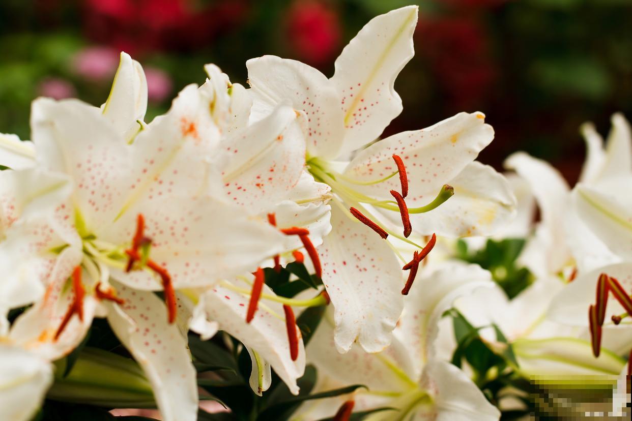 如何种植百合的？