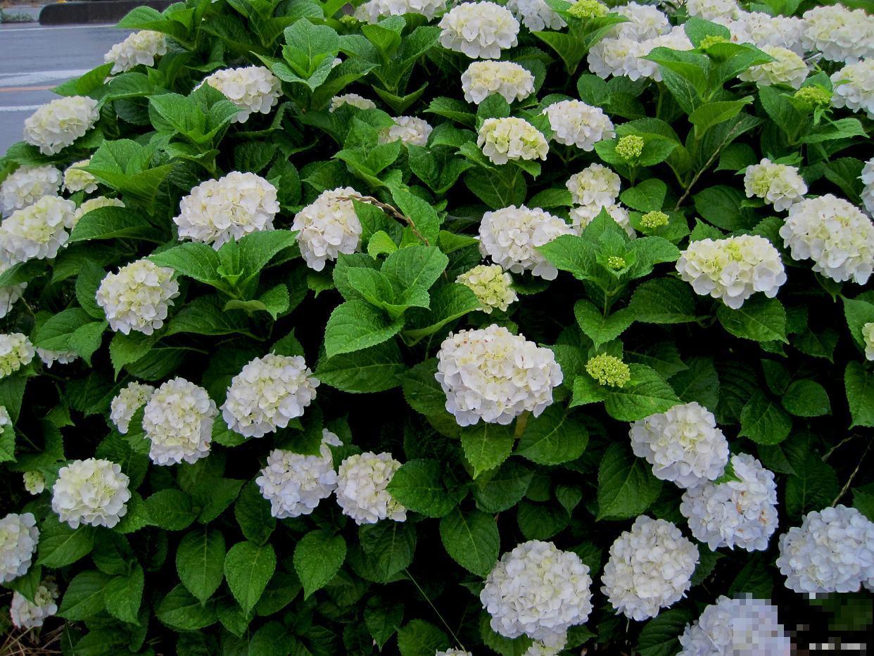 八仙花叶子发黄怎么办 八仙花叶子发黄怎么办