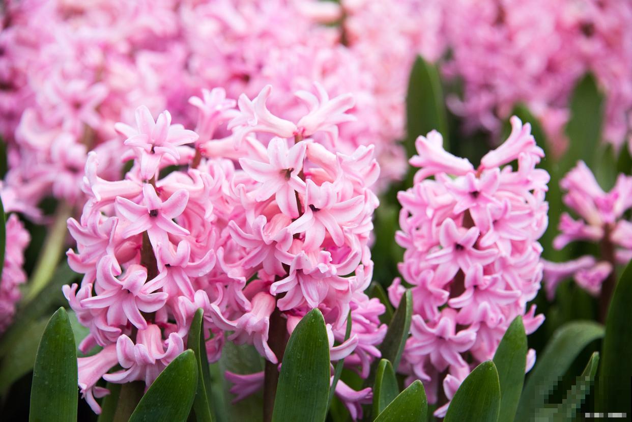 风信子是什么颜色的