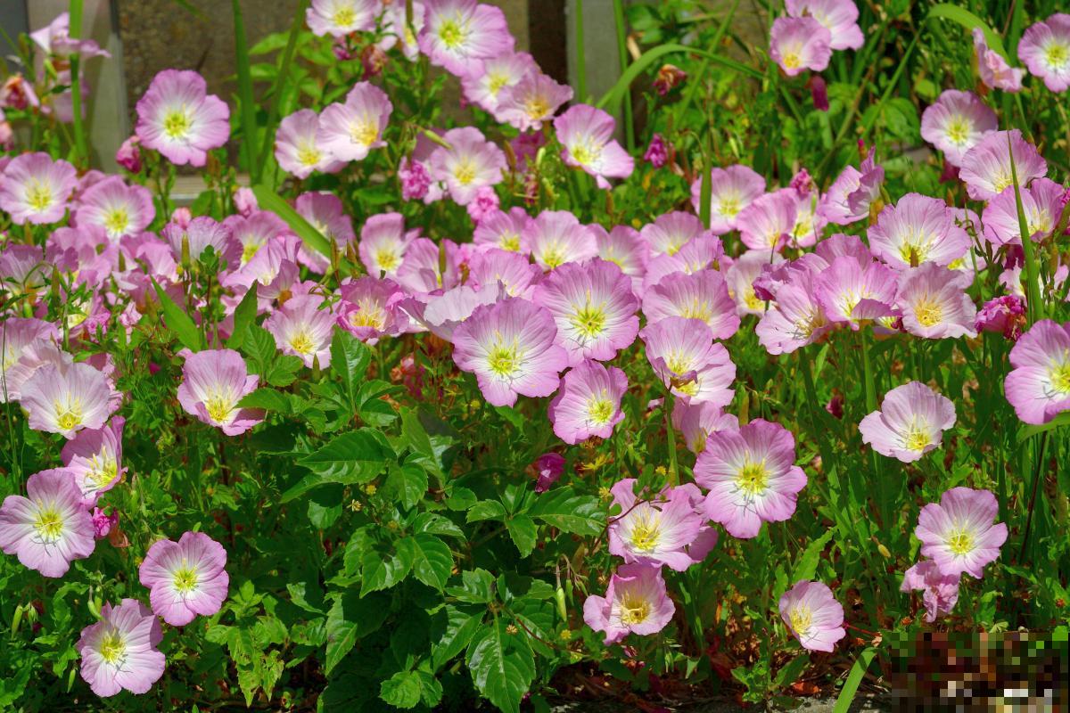 红花酢浆草夏天怎么养