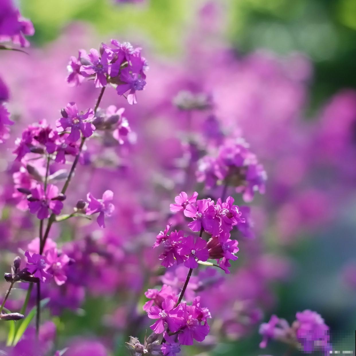 二月兰是什么颜色的花 二月兰是什么颜色的花