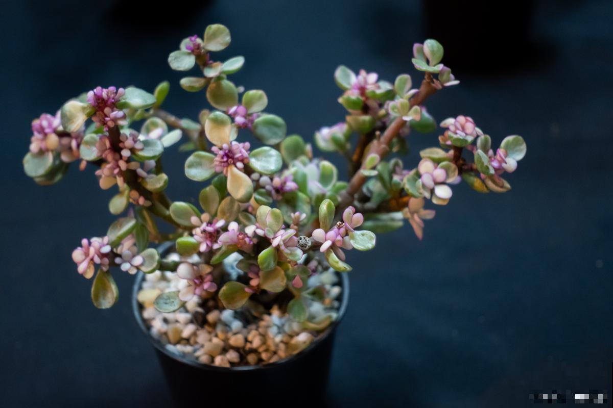 雅乐之舞如何换盆 雅乐之舞如何换盆