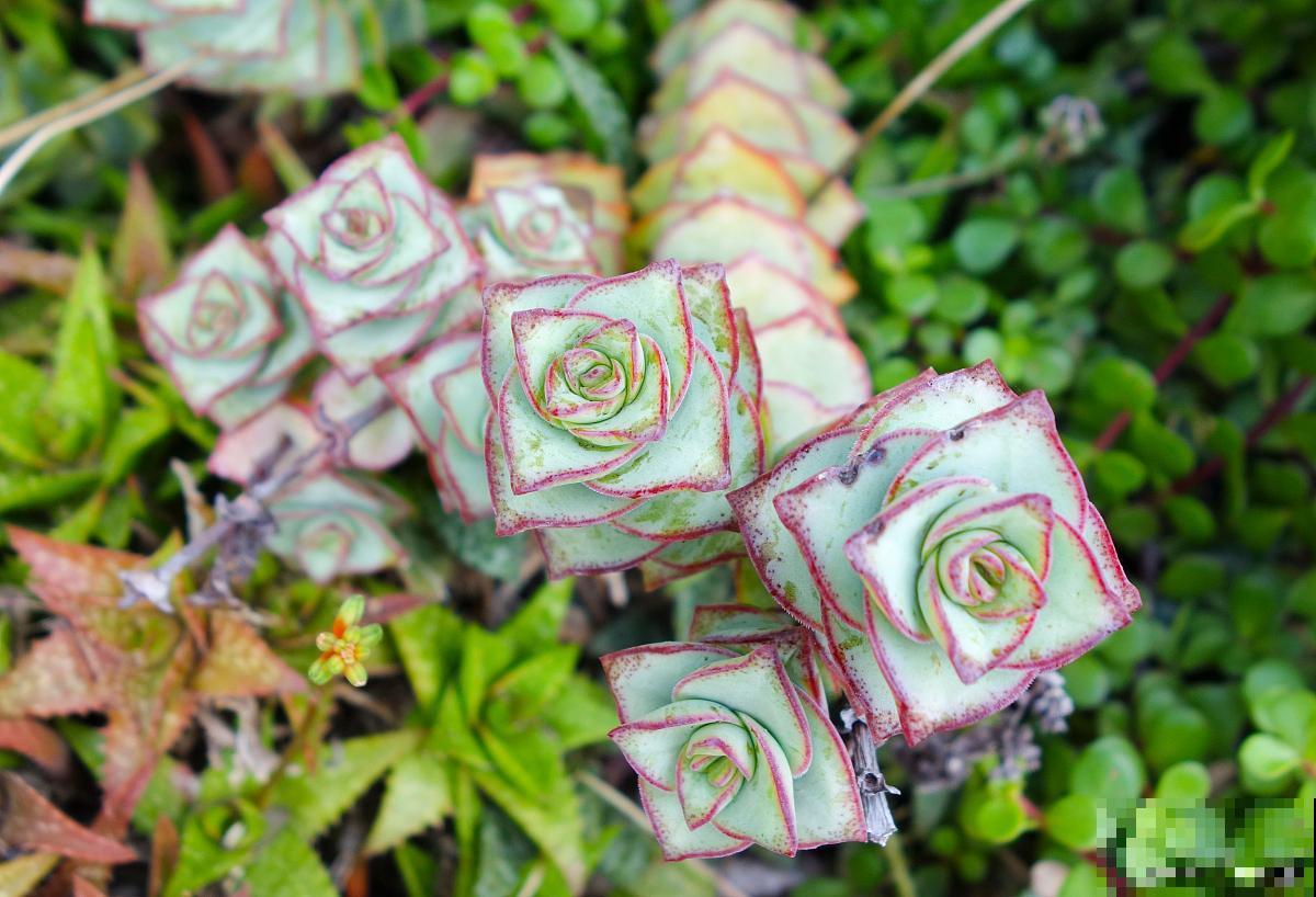 星王子怎么扦插？