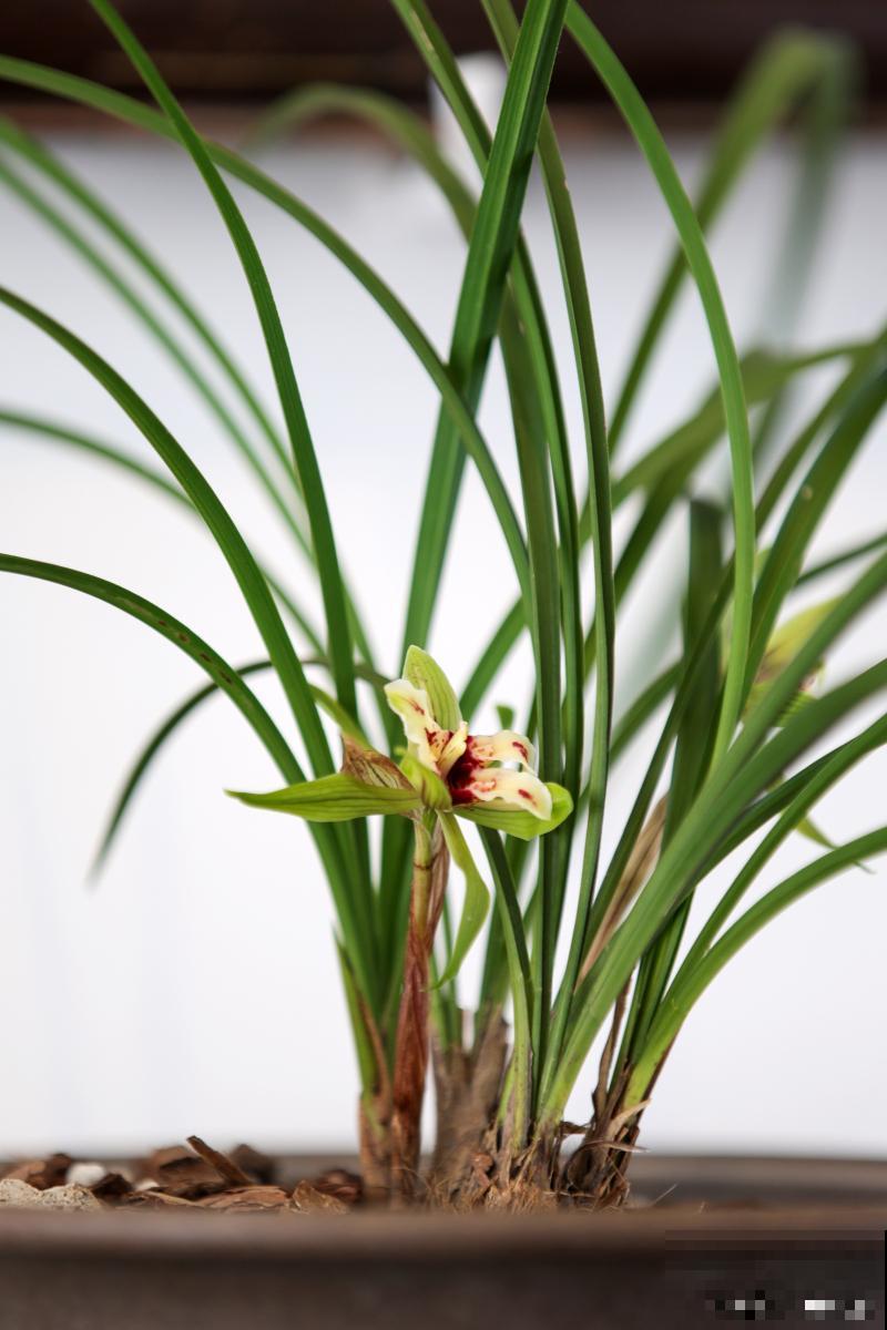 云南的花有哪些？