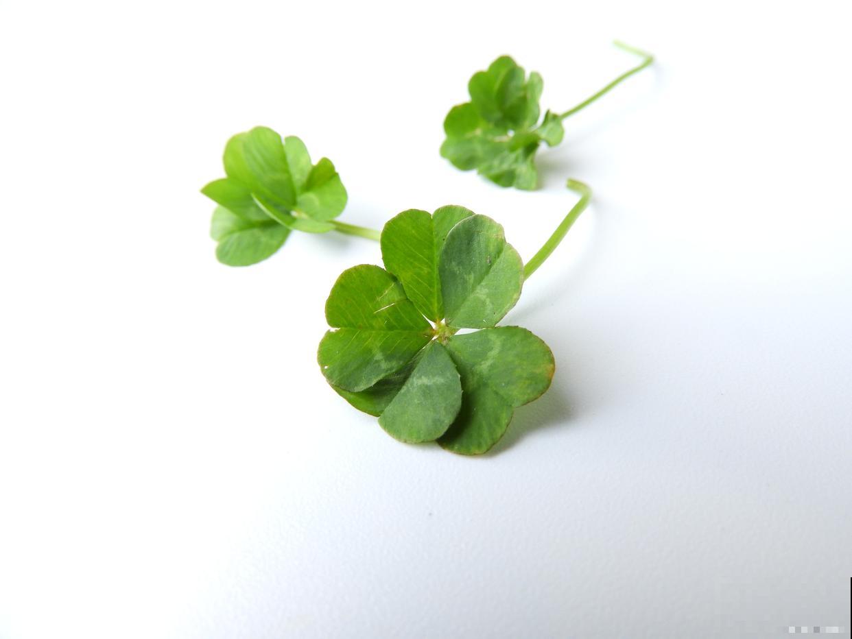 三叶草老桩盆景怎么养 三叶草老桩盆景怎么养