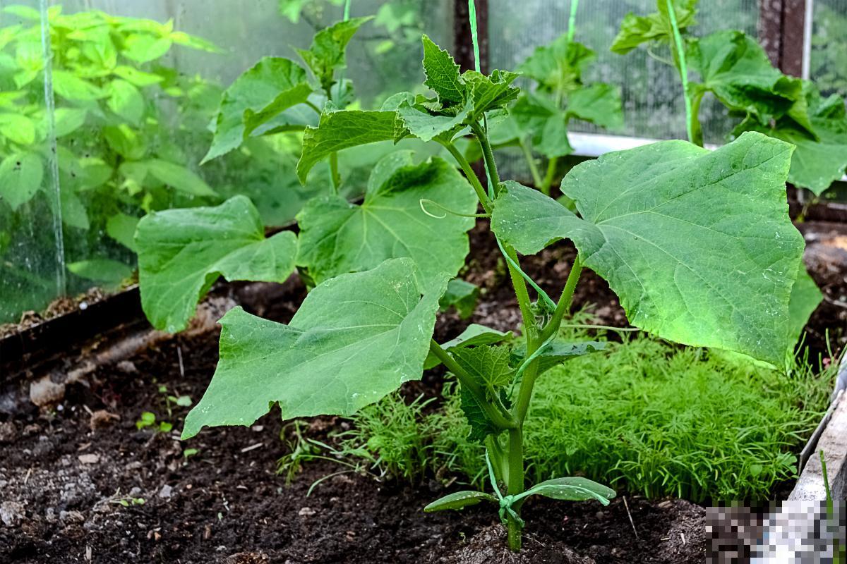 蔬菜种下后几天施肥合适 蔬菜种下后几天施肥合适