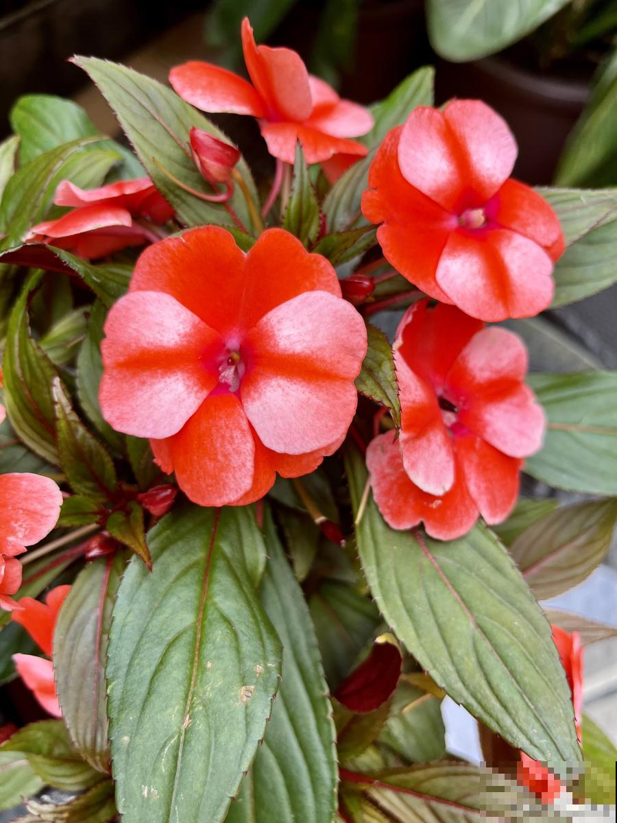 凤仙花如何养殖？