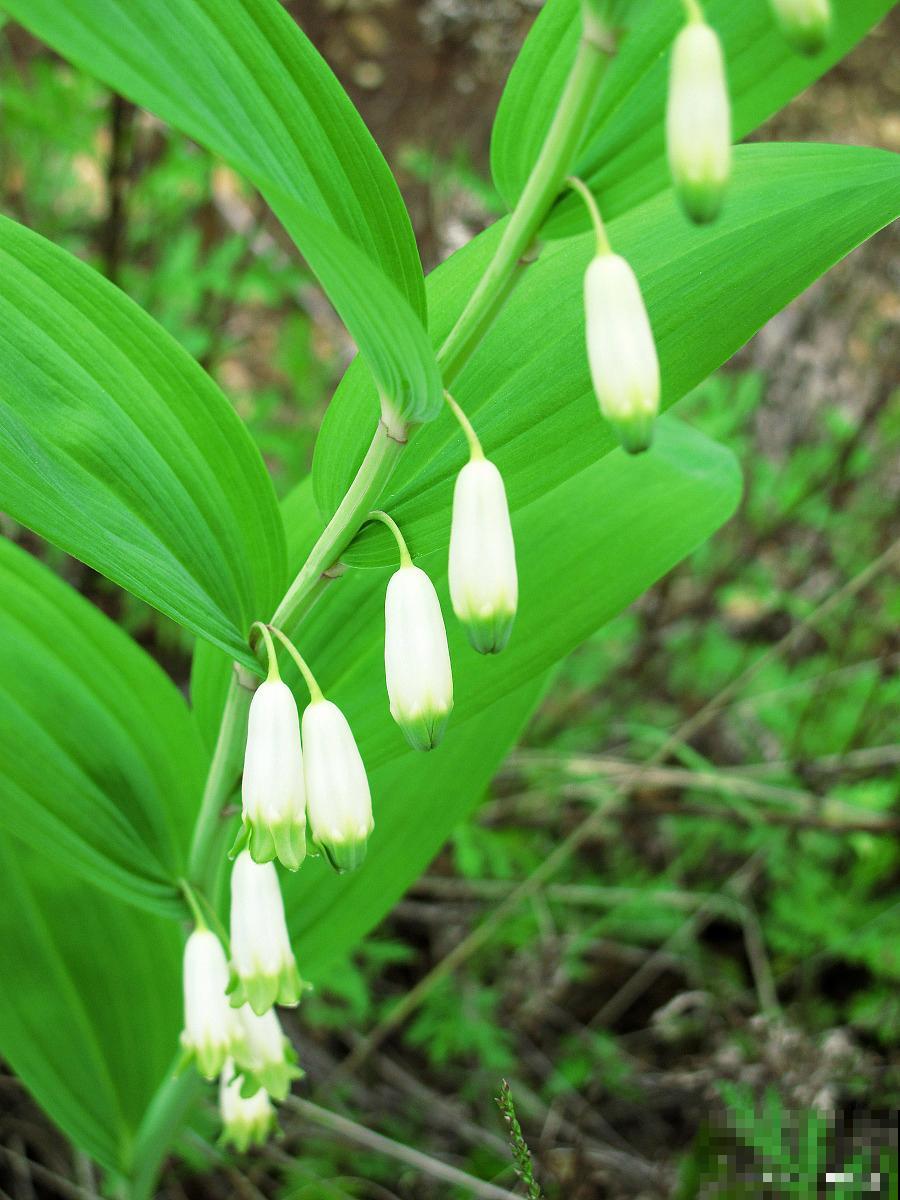 玉竹怎么分株移栽