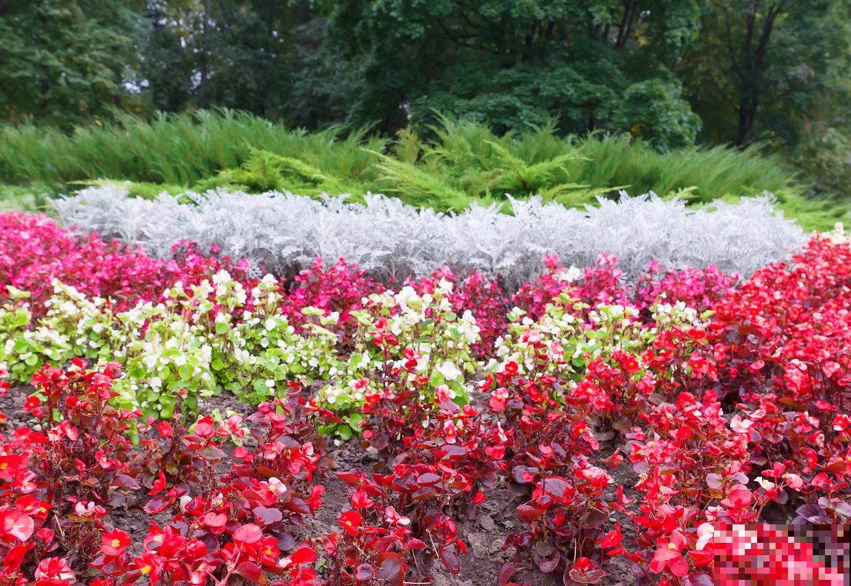 红雪花养殖注意事项和修剪方法