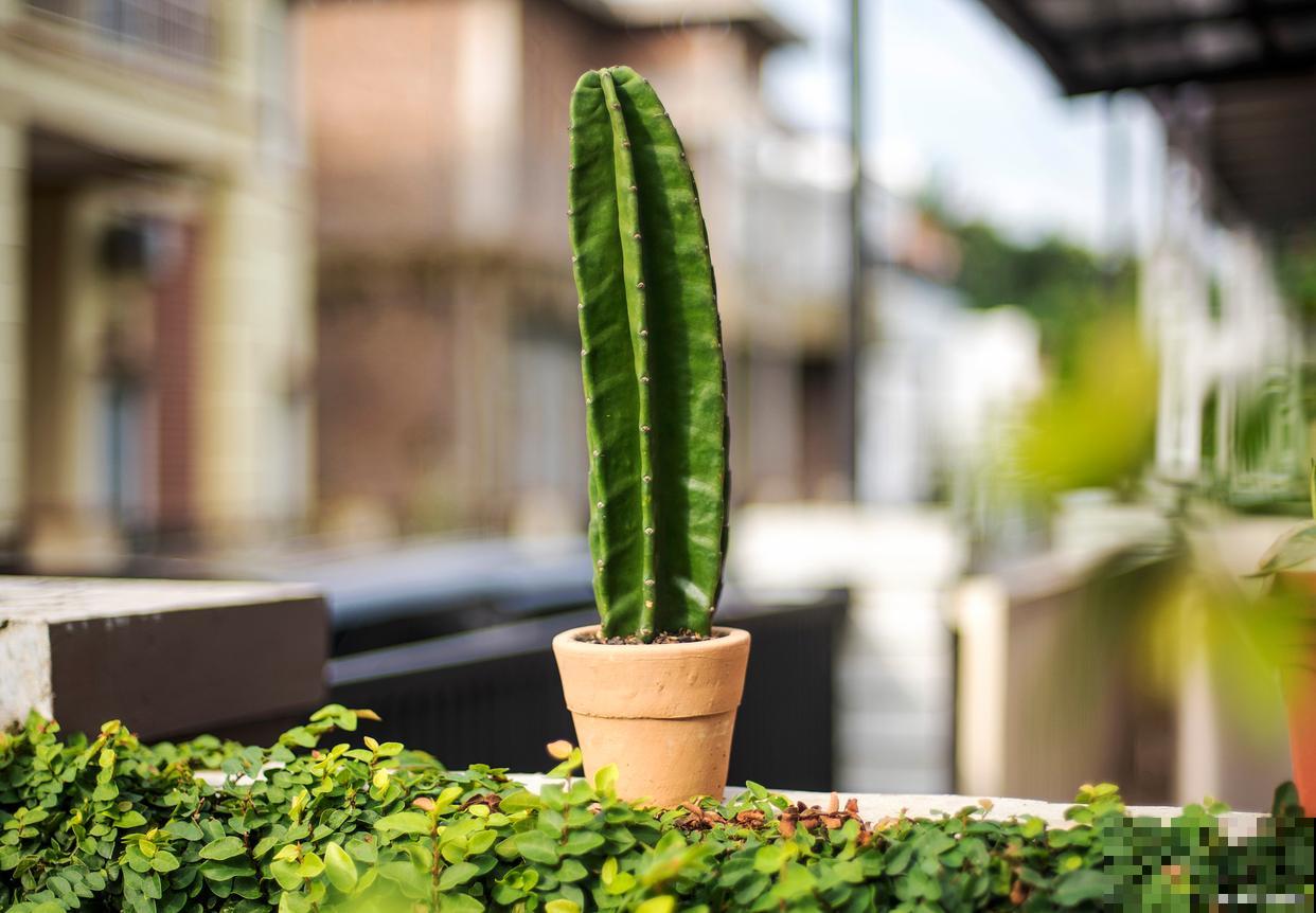 量天尺怎么扦插？