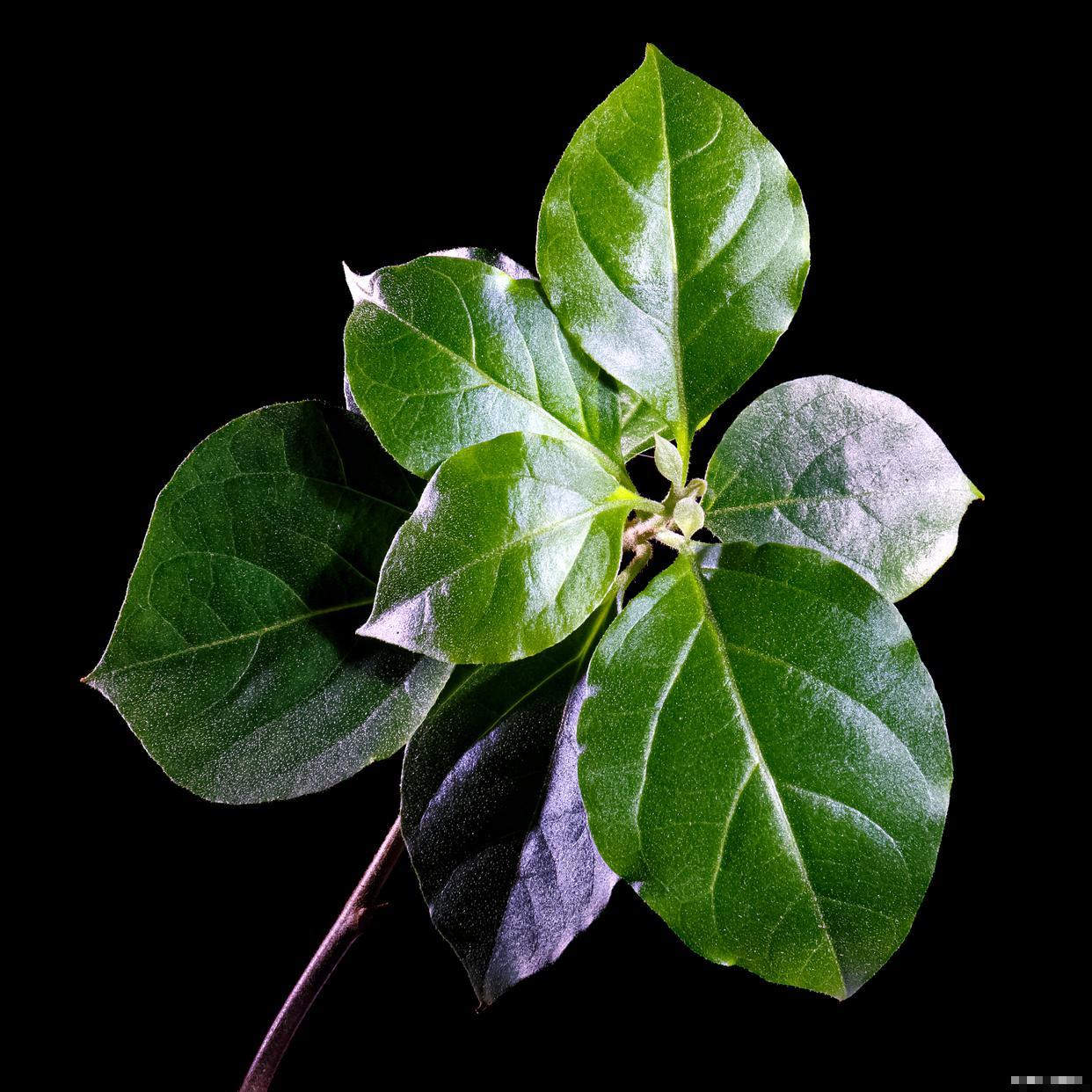 花叶子打卷是怎么回事