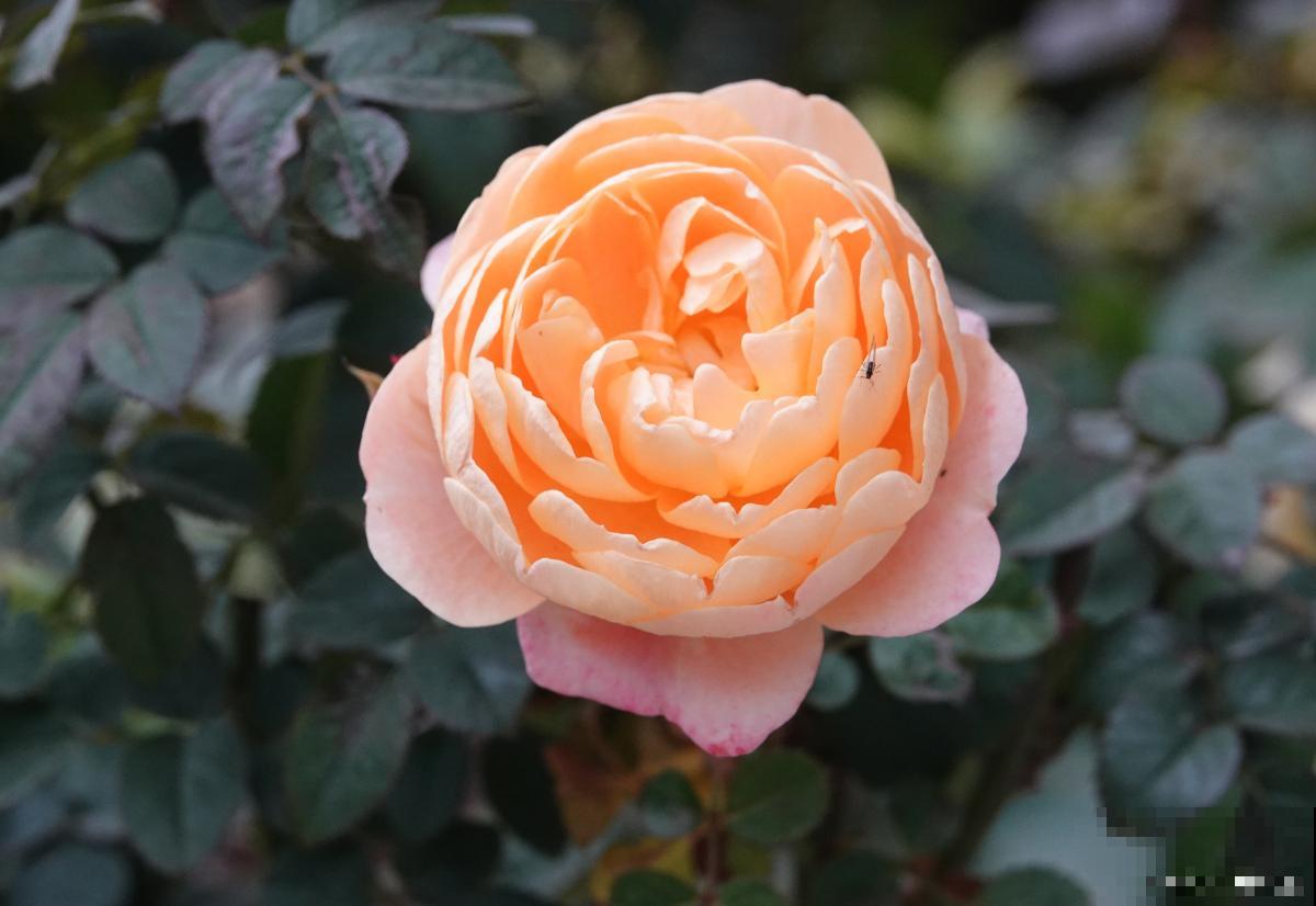 月季有红蜘蛛怎么办 月季有红蜘蛛怎么办