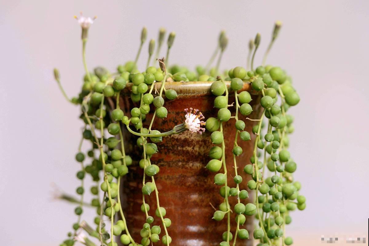 植物佛珠怎么养？