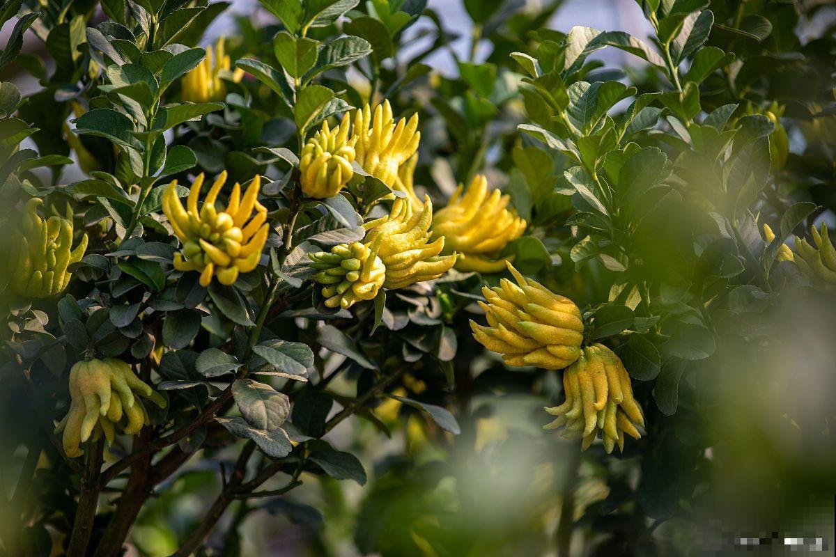 佛手的栽种方法？