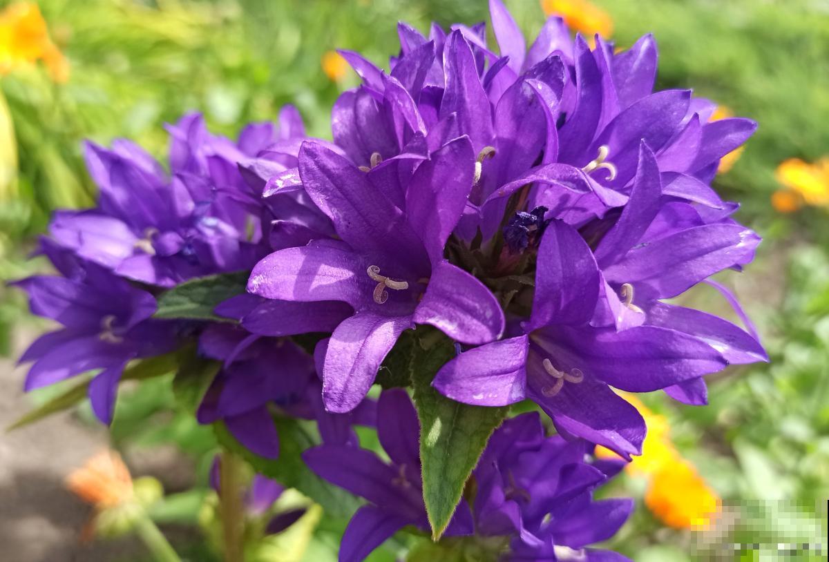 二年生植物有哪些