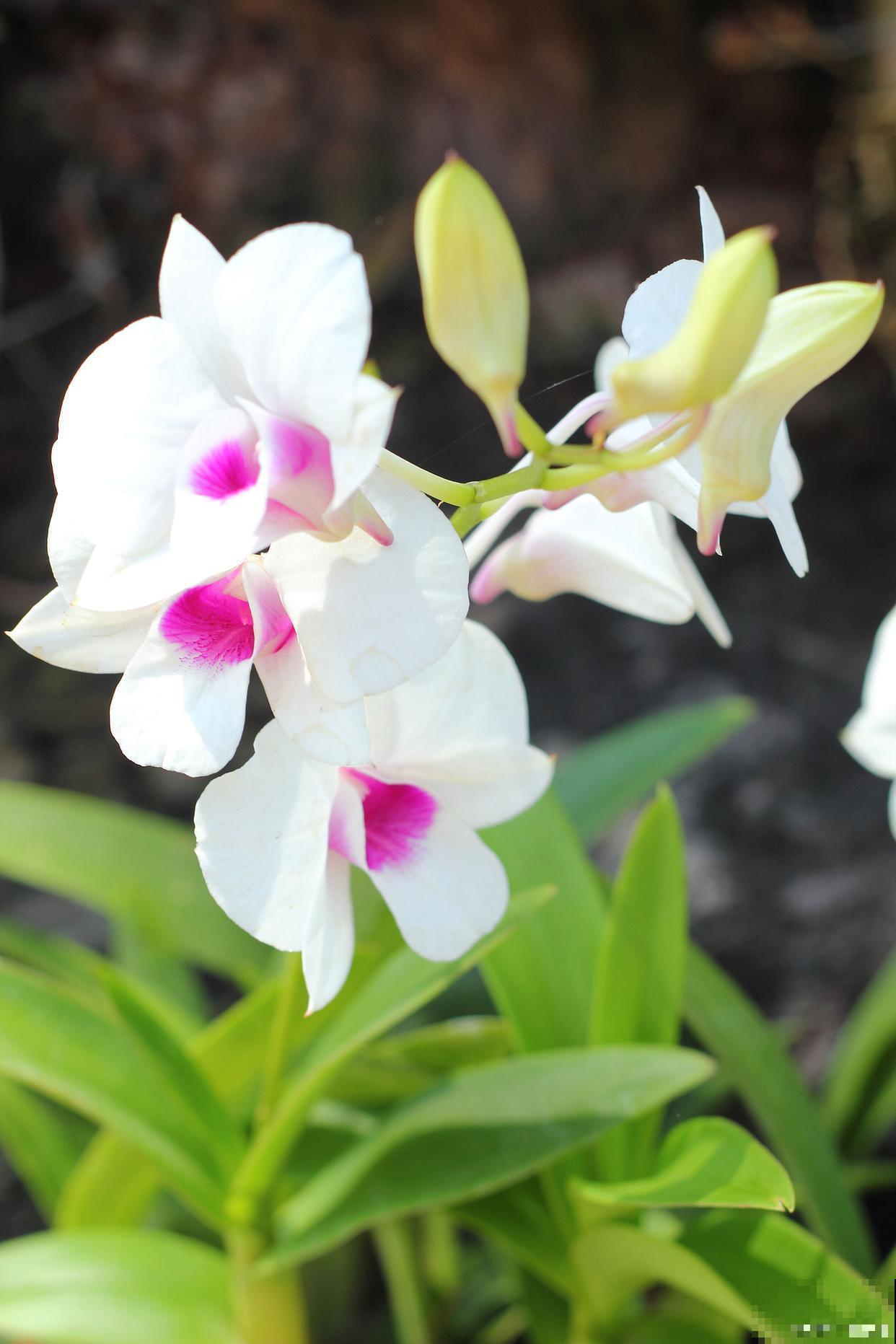 兰花为什么要分盆