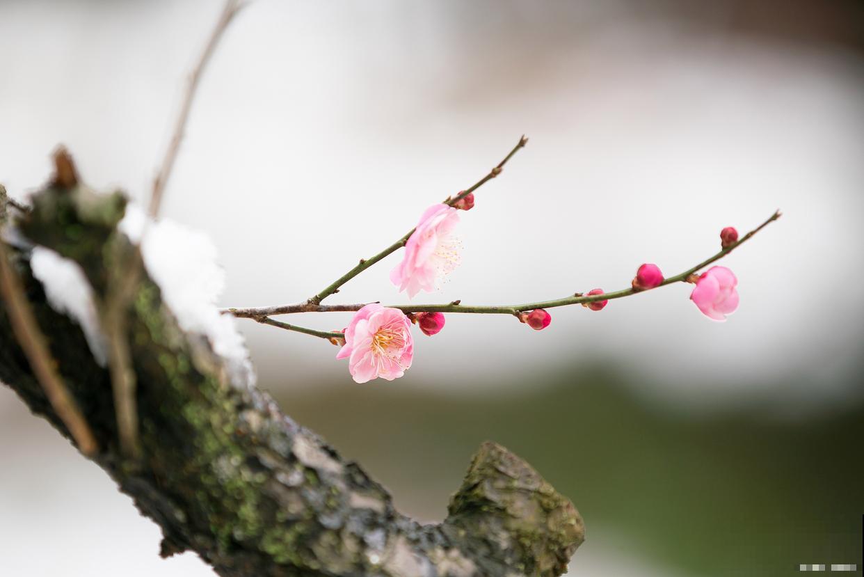 梅花花后如何修剪