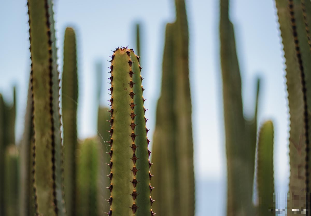 量天尺怎么扦插？