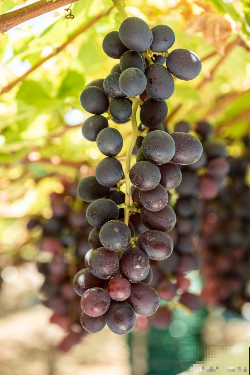 盆栽葡萄怎么扦插