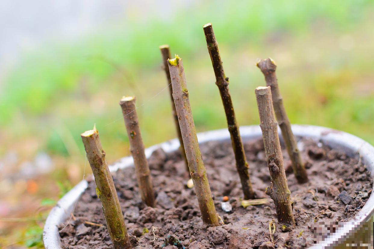 猕猴桃扦插生根最快方法