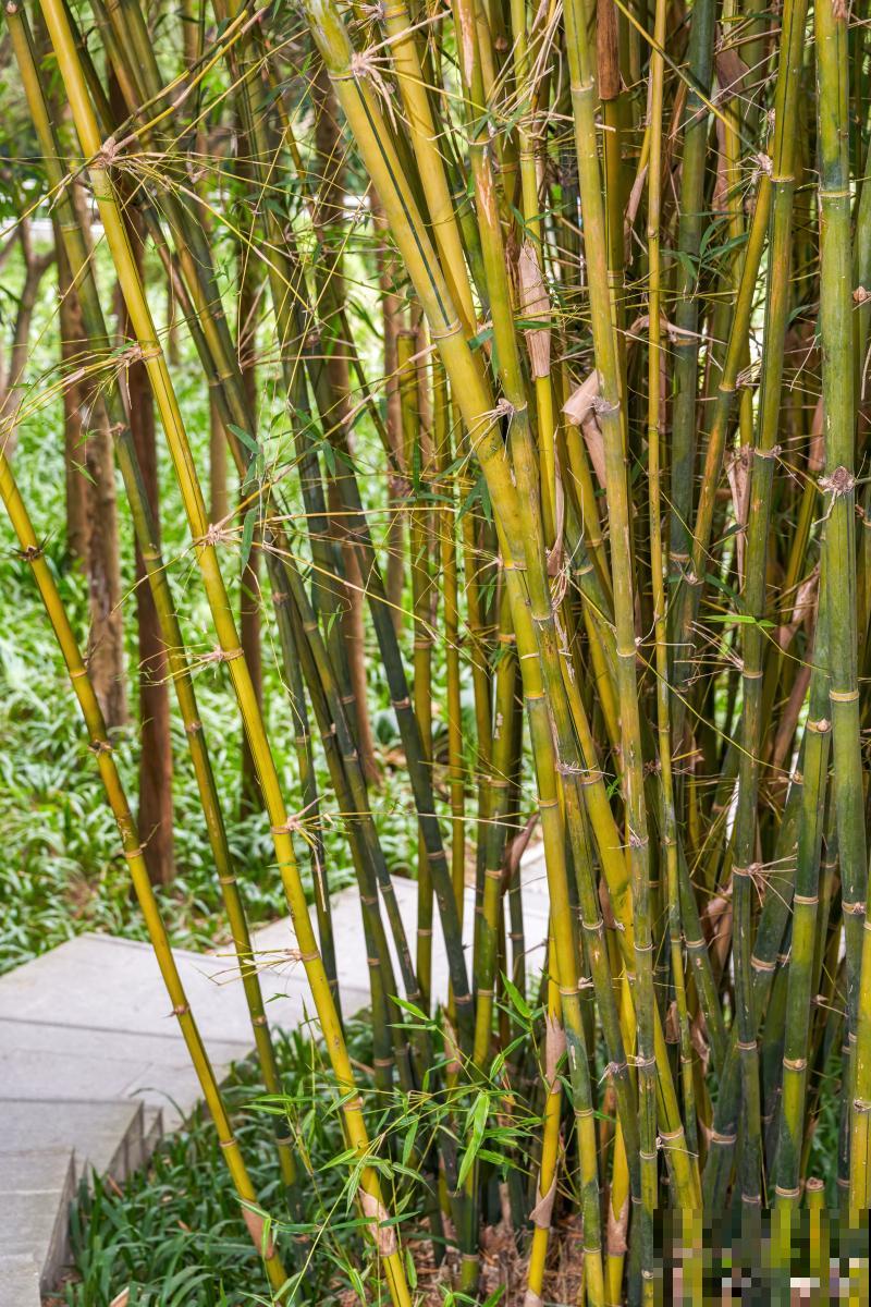 水竹如何养殖的？