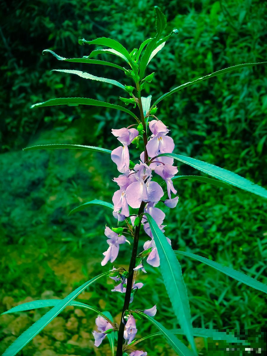 凤仙花什么时候种植 凤仙花什么时候种植