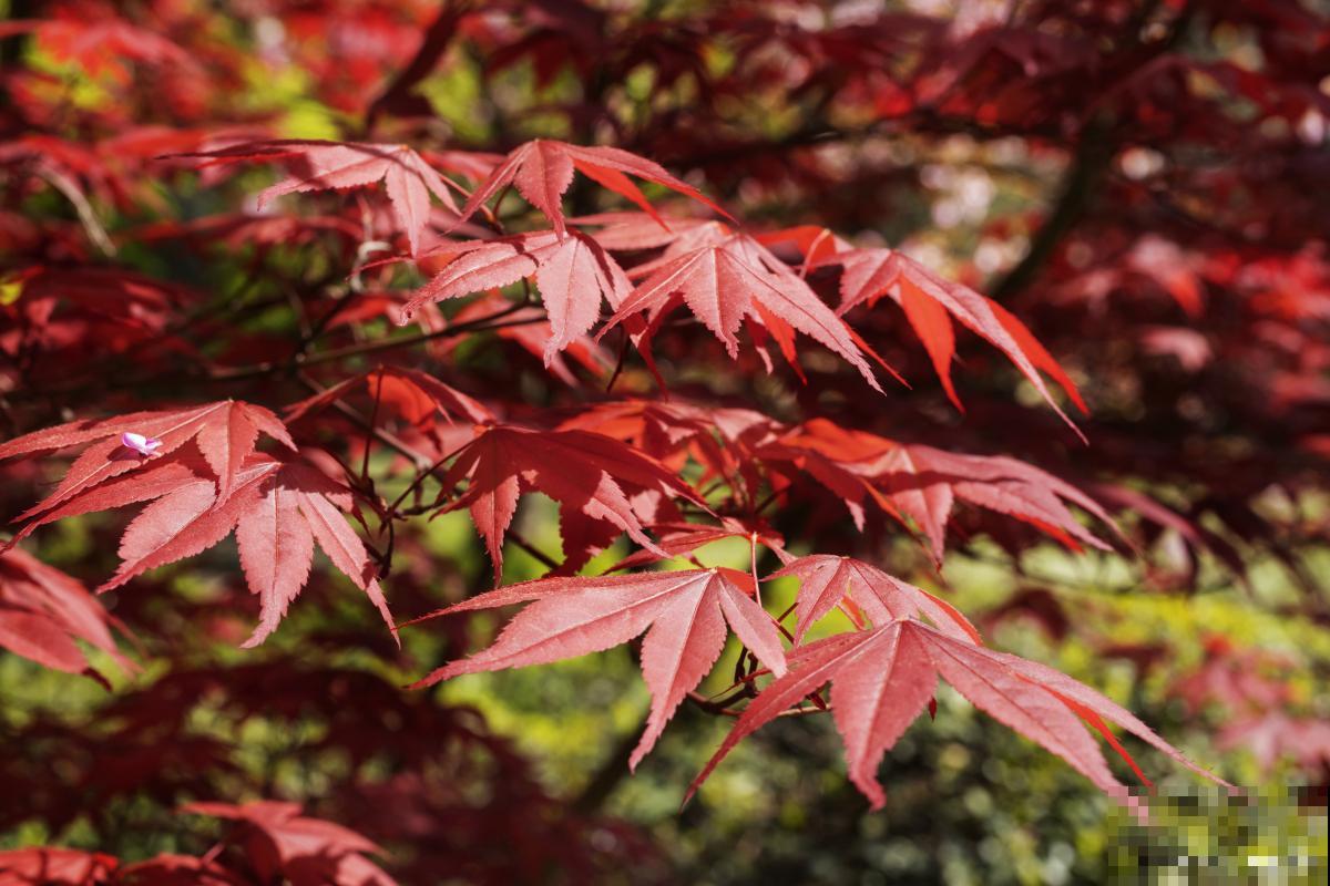 红枫能扦插繁殖吗