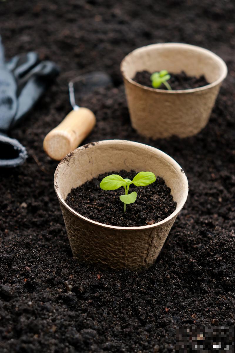 花盆土多久换一次 花盆土多久换一次