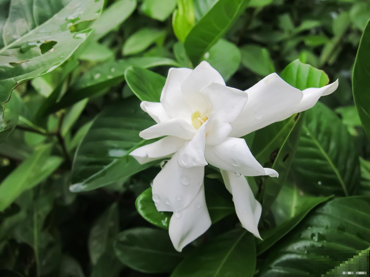 栀子花养殖方法，在家轻松养