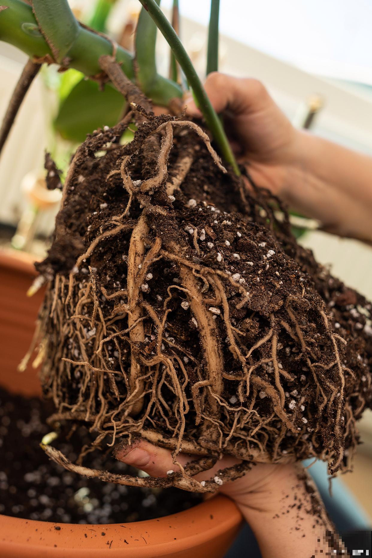 烂根最简单的处理方法