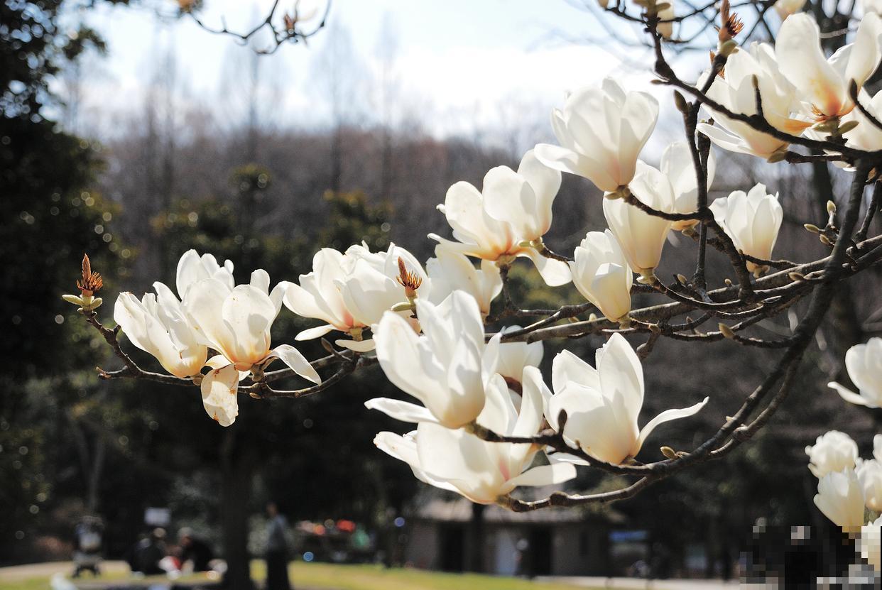 白玉兰树种植方法和注意事项