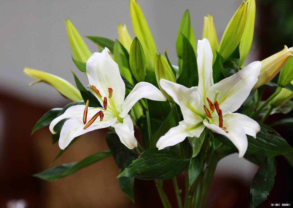 盆栽香水百合怎么养殖 盆栽香水百合怎么养殖