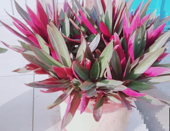 紫露兰养殖，要知道这5点，状态才能好