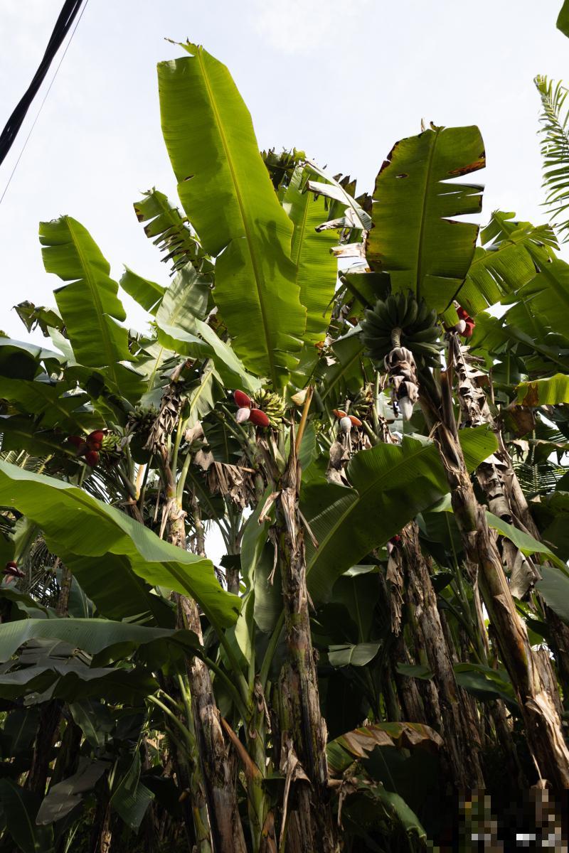 芭蕉种植需注意什么