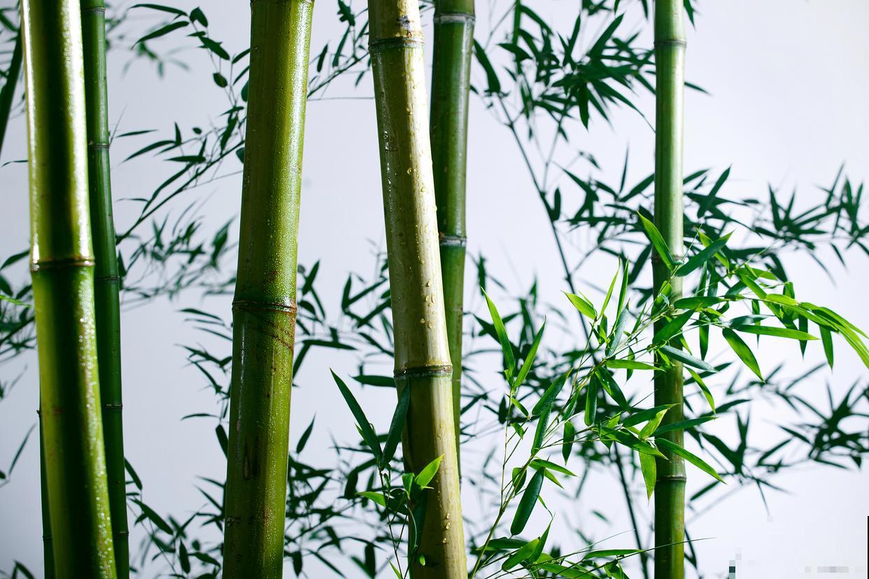 竹子为什么不是树