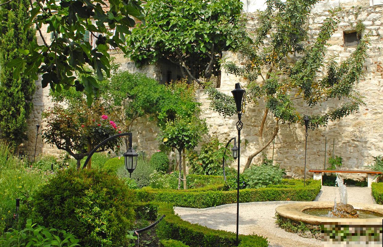 墨西哥铁树的养殖方法和注意事项