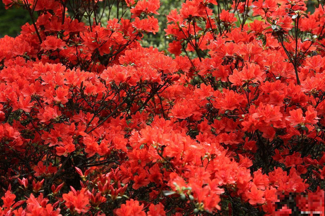 映山红几月份开花