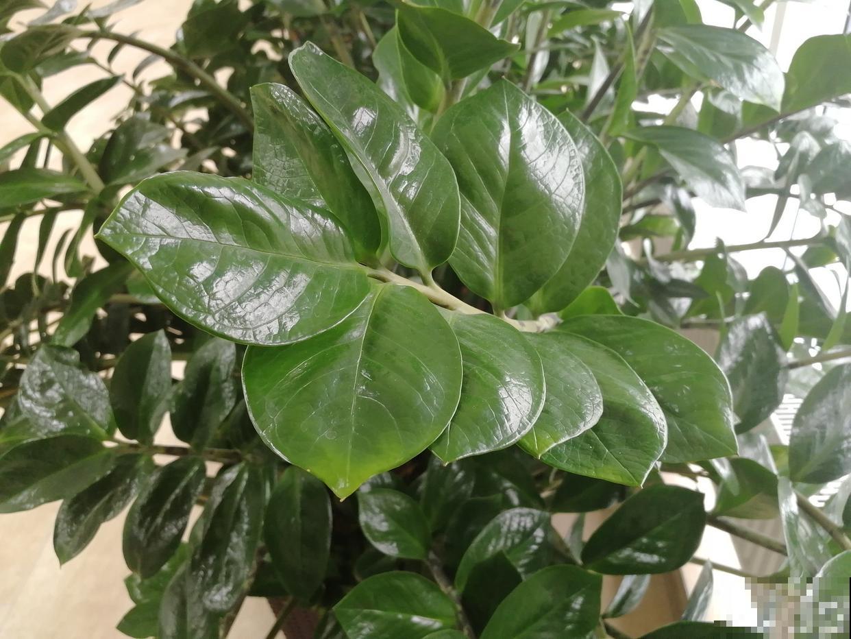 金钱榕怎么养的? 金钱榕怎么养的?